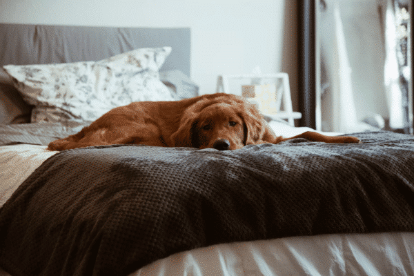 Dog On Bed